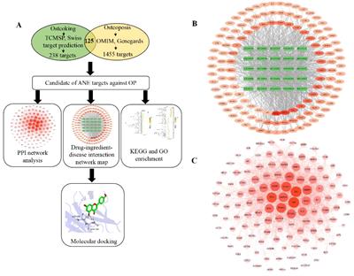 Protective effects of arecanut seed phenols in retinoic acid induced osteoporosis and the potential mechanisms explored by network pharmacology